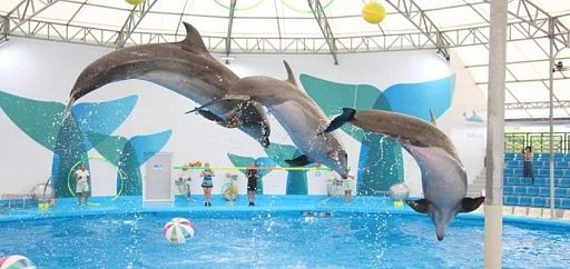 В Паттайе открылся новый дельфинарий